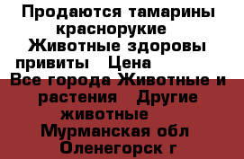 Продаются тамарины краснорукие . Животные здоровы привиты › Цена ­ 85 000 - Все города Животные и растения » Другие животные   . Мурманская обл.,Оленегорск г.